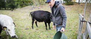 Lantbrukaren Olof om vargbeskedet: "Blir konflikter"