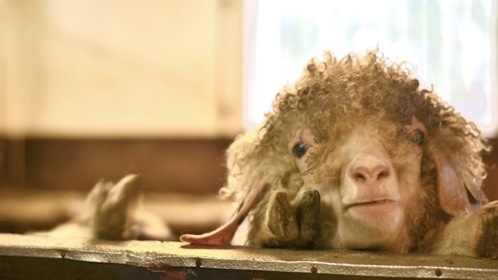 Jordbruksverket förbjuder tills vidare all flytt av får och getter från och till en gård i Hultsfreds kommun, sedan brister upptäckts på åtta av tio djur.
