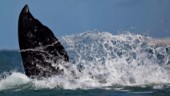 Hundratals döda gråvalar oroar forskare