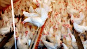 Fågelinfluensa hos landets största äggproducent