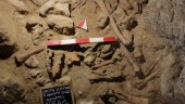 Nio neandertalare hittade i italiensk grotta