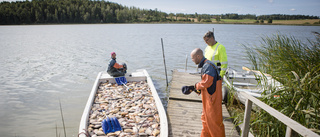 Spektakulära scener när 5,2 ton fisk vräks upp ur Spetebysjön: "Det är roligt att se hur sjöar förändras"
