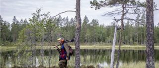 Fem björnar sköts på fredagen – varav två i Skellefteå kommun