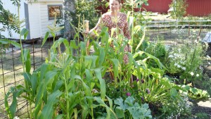 Trädgård: Möt Sara i Byske som odlar massor av ätbart • ”Känner mig rik när jag får skörda”
