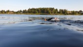 Bildspecial: Lång simtur mellan Luleås broar