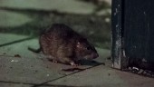 Norrköpingsbon kräver att kommunen agerar: "Hela centrala Norrköping är full med råttor"