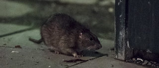 Kommunen fångar upp mot 500 råttor i månaden: "Väldiga problem"