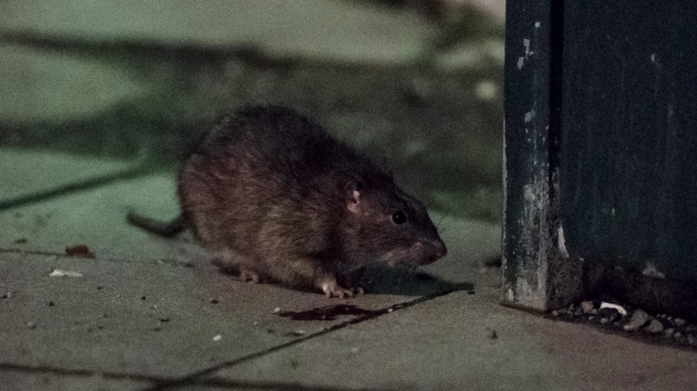 Vemab kämpar med att få ner antalet råttor i Vimmerby. "På vintern söker de sig ofta in i ledningar för att bygga bo. Det gör att det blir mer den här tiden på året", berättar Ola Lindblad. 