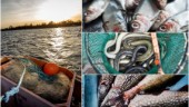 Krävs politisk vilja för att rädda fisken i Östersjön