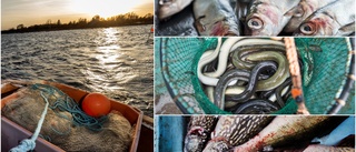 Krävs politisk vilja för att rädda fisken i Östersjön