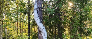 Så ser Norrbottens knasigaste träd ut