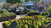 Nya lekplatser och planteringar - här är årets satsningar i Enköpings parker