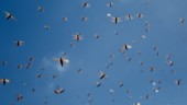 Armén bekämpar gräshoppor i Libanon