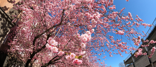 Nu blommar det vackra körsbärsträdet mitt i stan
