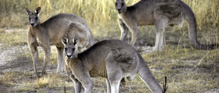 Tonårspojkar tros ha dödat 14 kängurur