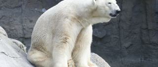 Sålde isbjörnsklo på nätet: "Pågår en hel del sådana här ärenden"