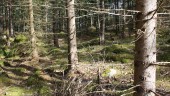 Det krävs politiska beslut om skogen i Sörmland