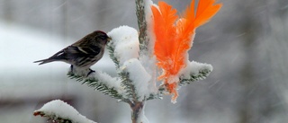 Naturen finns runt knuten     