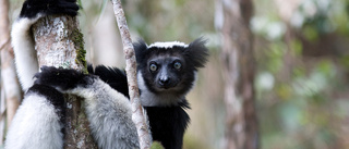 Fokus på lemuren i kampen mot klimatförändringar