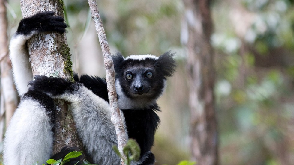 Lemurer är en av de viktigaste fröspridarna i Madagaskars skogar. Arkivbild.