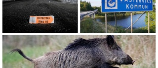 Fyra viltolyckor – på bara några timmar • Tåg kolliderade med vildsvin