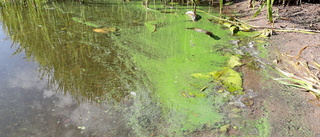 Varnar för algblomning