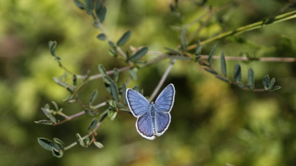 En fjäril sitter på en växt i ett naturreservat i Tjeckien. Arkivbild.