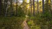 Allt fler skogsägare söker dispens – trots artfynd • Väntetiden växer • Beslutsfattarens råd
