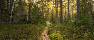 Allt fler skogsägare söker dispens – trots artfynd • Väntetiden växer • Beslutsfattarens råd