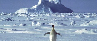 FN bekräftar rekordvärme på Antarktis