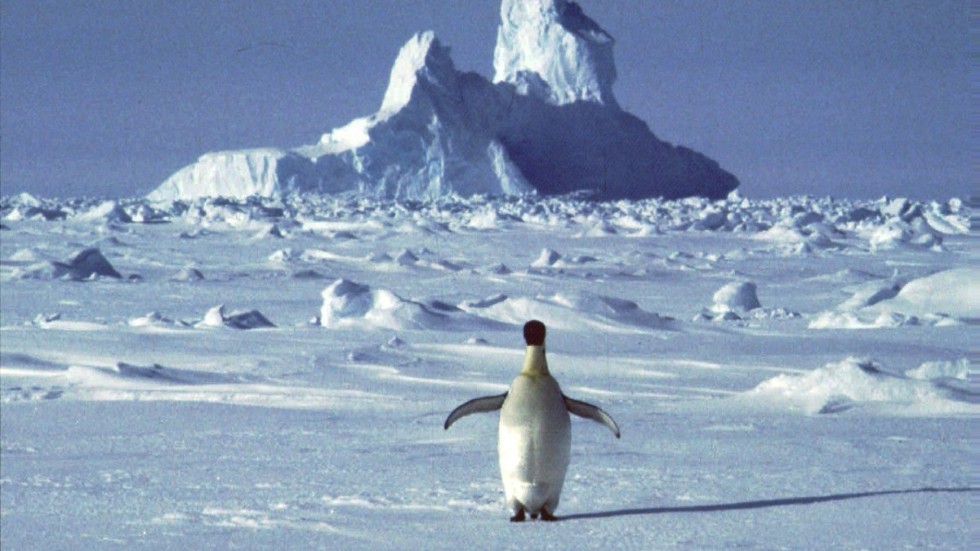 Antarktis – kontinenten mest känd för snö, is och pingviner – ståtar nu med ett bekräftat värmerekord på 18,3 grader. Arkivbild.