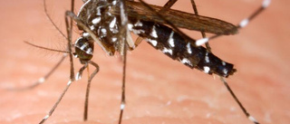Hälsofarliga myggplåster säljs i Sverige – sågas av experter