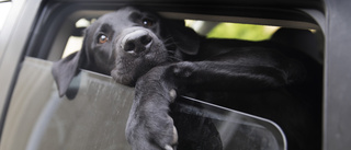 Hade hunden lös i bilen – åtalas