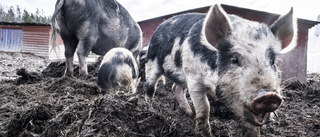 Högre risk för svinpest i flera län