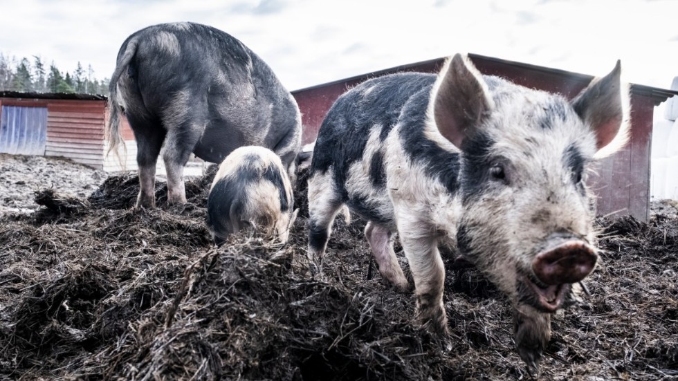 Genom att ställa om livsmedelsproduktionen kan djurfoder tas tillvara och mätta fler människor, enligt en svensk-finsk analys. Arkivbild.
