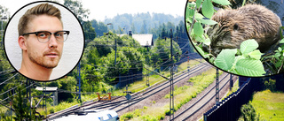Bäver hotar järnvägen i Hällby – slagfällor ska lösa problemet: "Är direkt dödande"