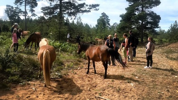 Guidade turer i russparken