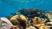 Mystisk korallsjukdom slår mot Karibiens rev