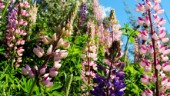Lupiner – invasiv växt som även Svevia upptäckt