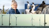 Länsstyrelsen: Gör hela östra Gotlands kust till Natura 2000-område • Kan ställa till det för vindkraftsplanerna