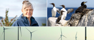Länsstyrelsen: Gör hela östra Gotlands kust till Natura 2000-område • Kan ställa till det för vindkraftsplanerna