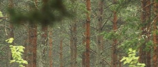 Gallra skogen nu - snart sänks priset