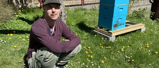 Gregers uppdrag: Sköta om tusentals livsviktiga bin i Nyköping ✔"Viktigt att värna om de vilda bina"