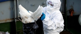 Nu har fågelinfluensan kommit till Sverige
