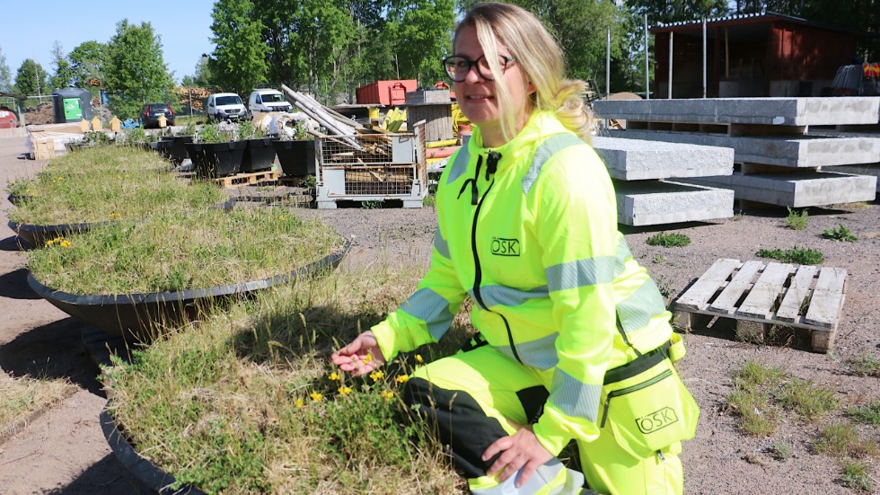 Malin Lockström jobbar med planteringarna som ska ställas ut i Hultsfreds kommun inom kort. Många planteringar, och mycket arbete i hållbarhetens och den biologiska mångfaldens tecken.