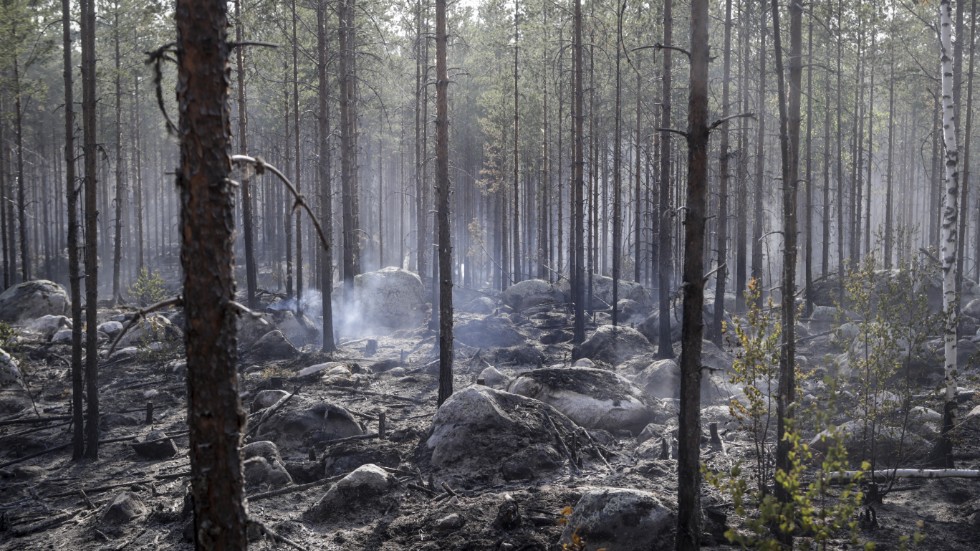 Omkring 100 hektar skogsmark norr om Ljusdal i Hälsingland har eldhärjats.