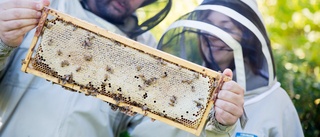 Lämnade storstan och karriärer för att satsa på bina • "Gick från 80 000 i månadslön till 8 000" • Nu prisas deras produkter