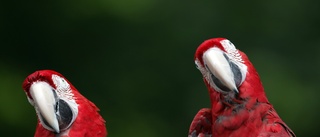 Fåglar skrämde inkräktare  ✓Man rasade från hög höjd ✓Misstänks för hemfridsbrott
