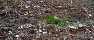 Skogens arter lider av platsbrist