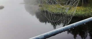 Spindels verk i dimman              